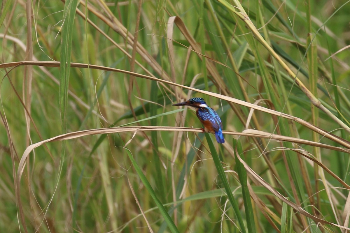 Malachite Kingfisher - ML615961721