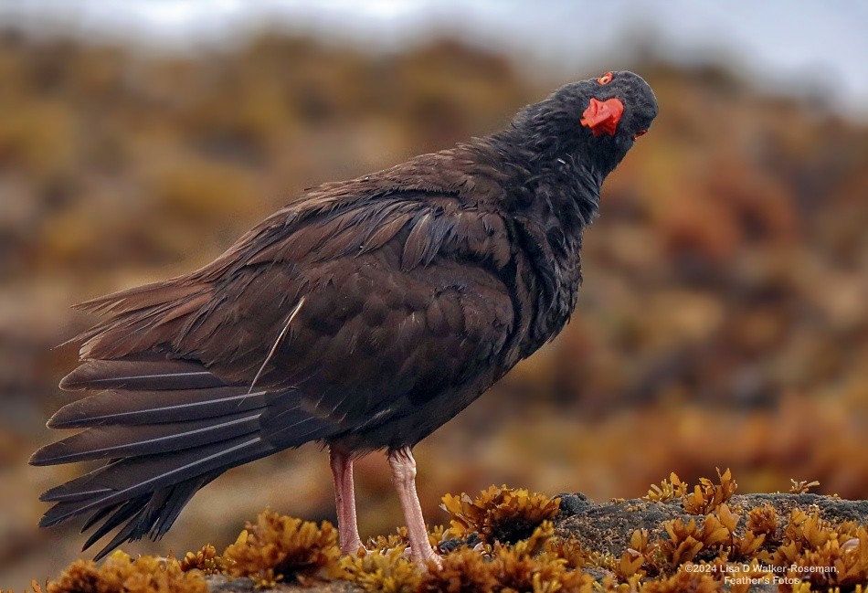 Black Oystercatcher - Lisa Walker-Roseman