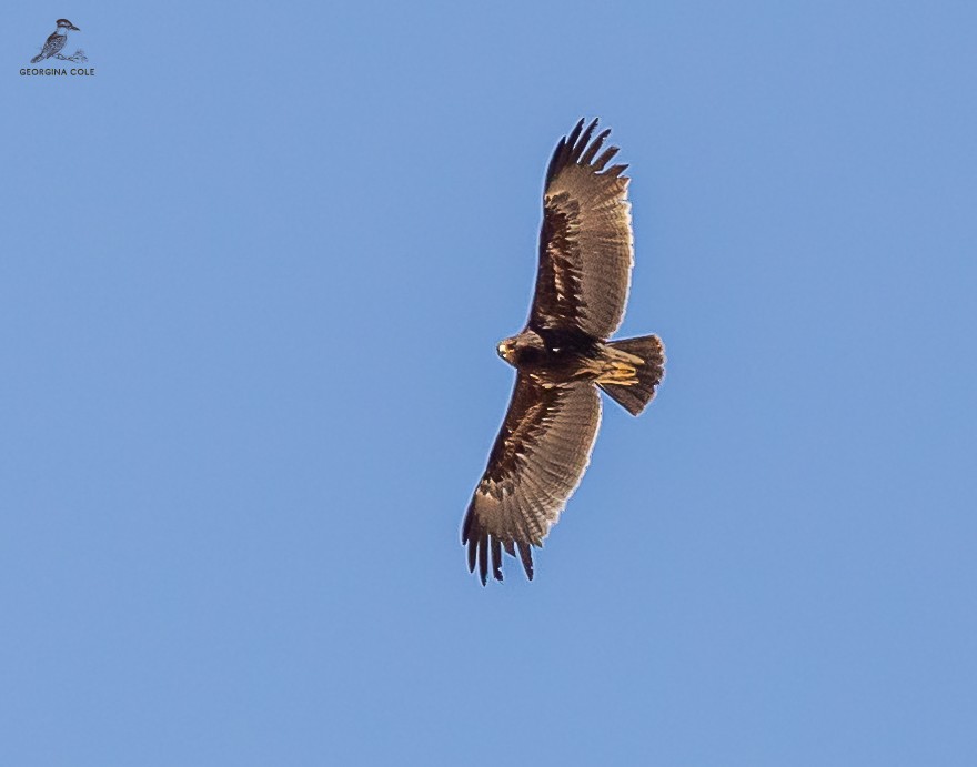Greater Spotted Eagle - ML615961804