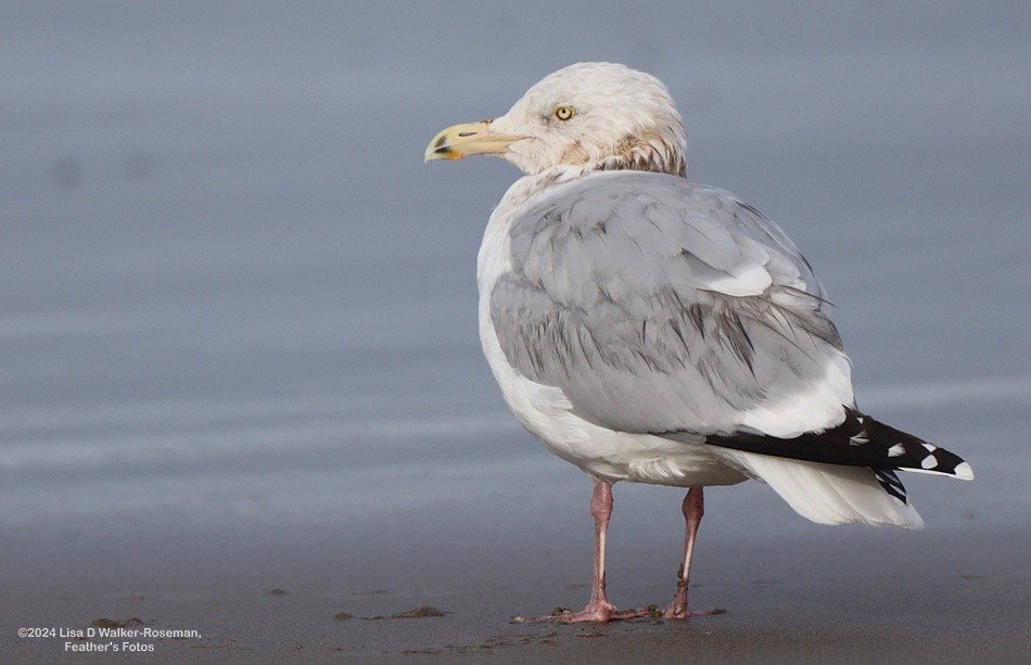 Gaviota Argéntea - ML615961811