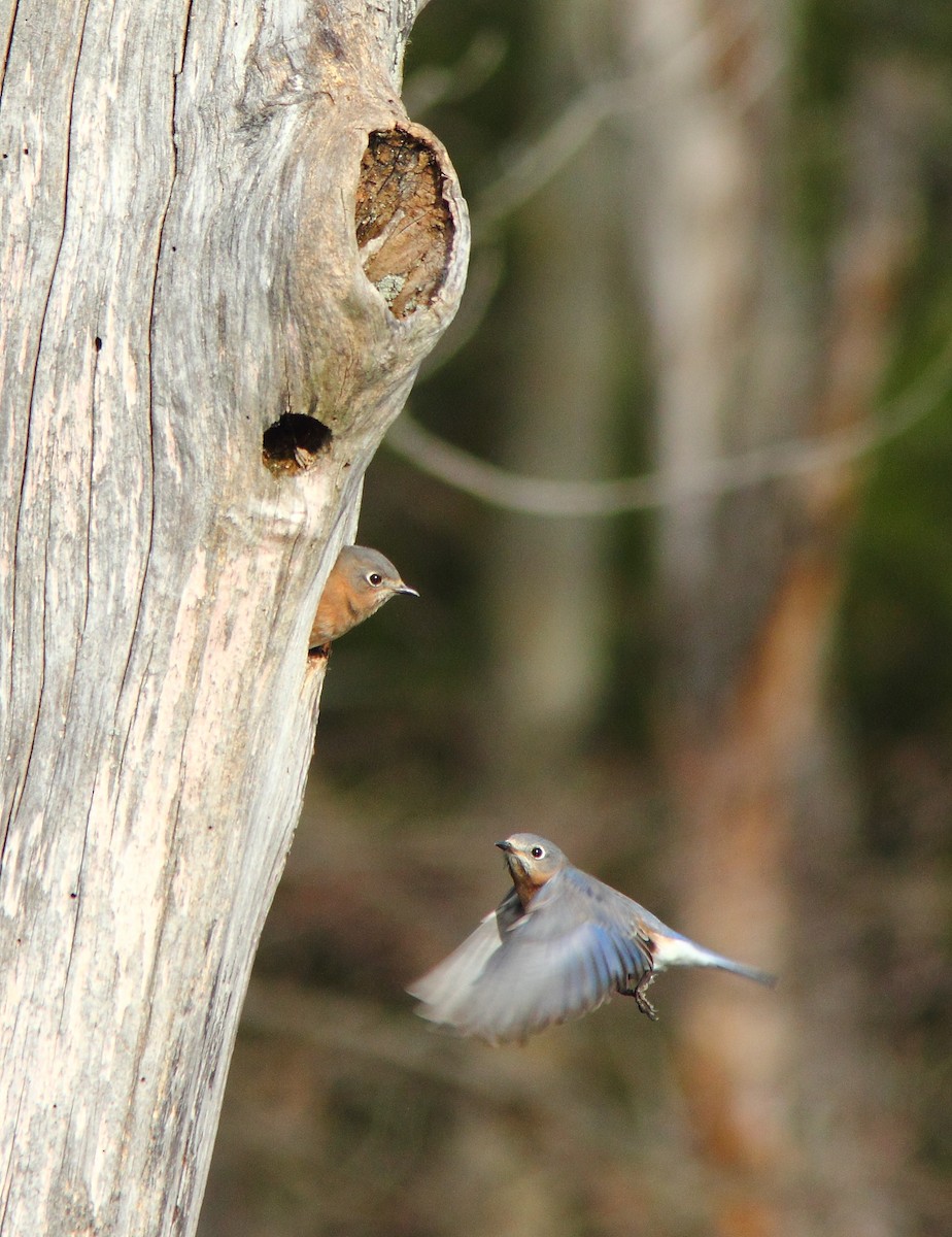 Eastern Bluebird - Dave Spier