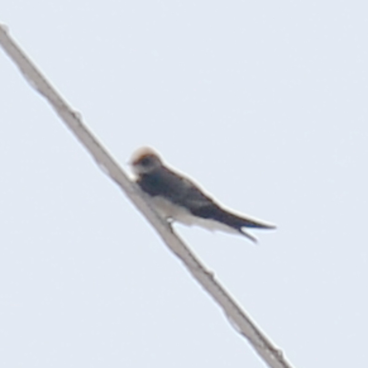 Northern Rough-winged Swallow - ML615961848