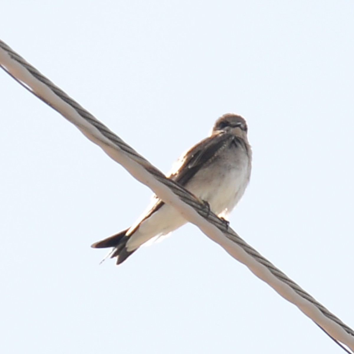 Northern Rough-winged Swallow - ML615961849