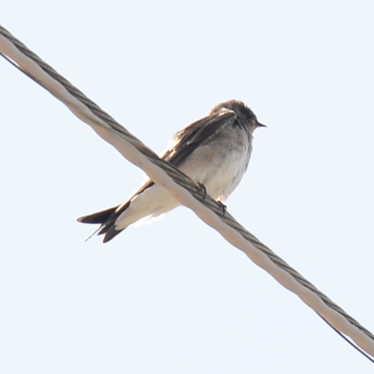 Northern Rough-winged Swallow - ML615961850