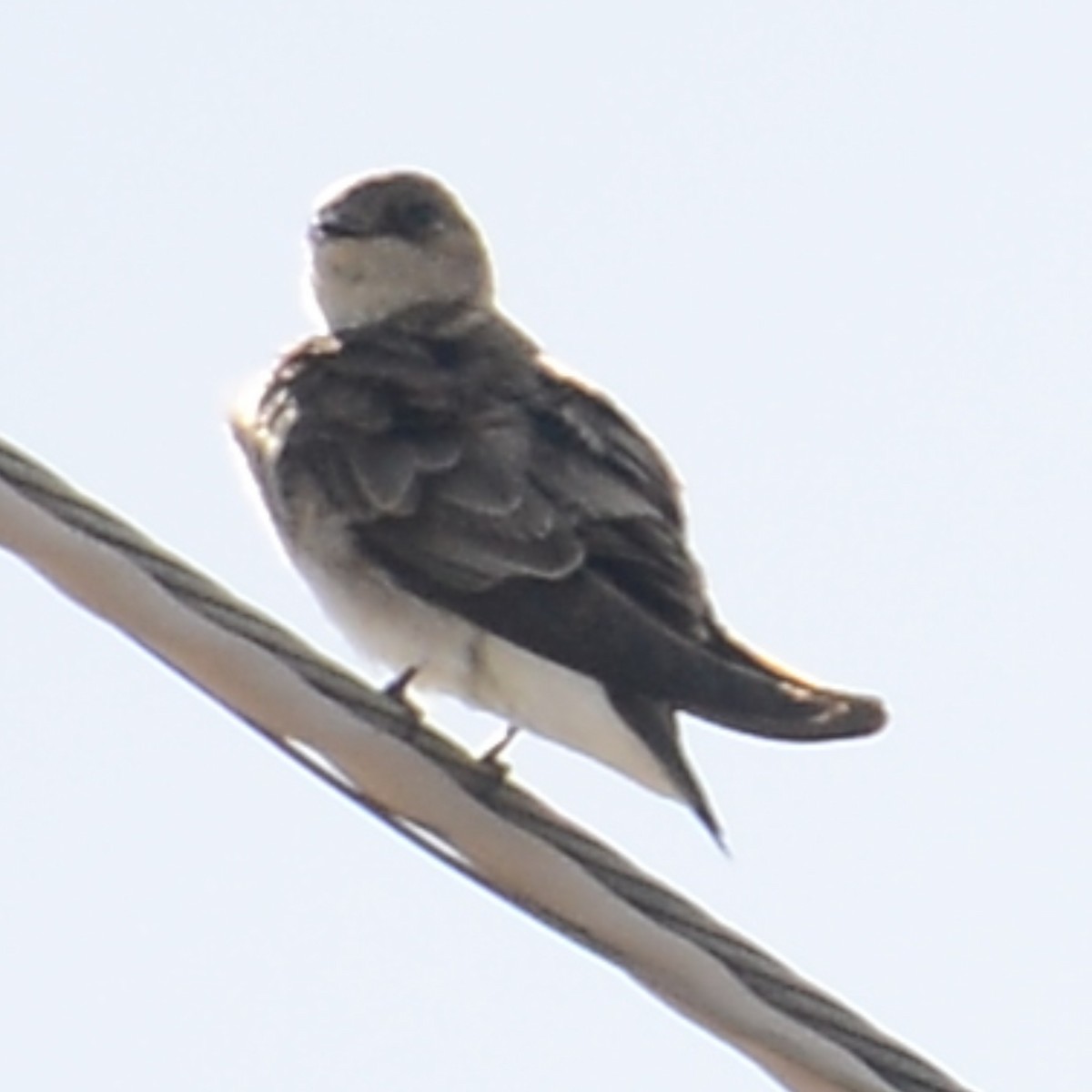 Northern Rough-winged Swallow - ML615961853