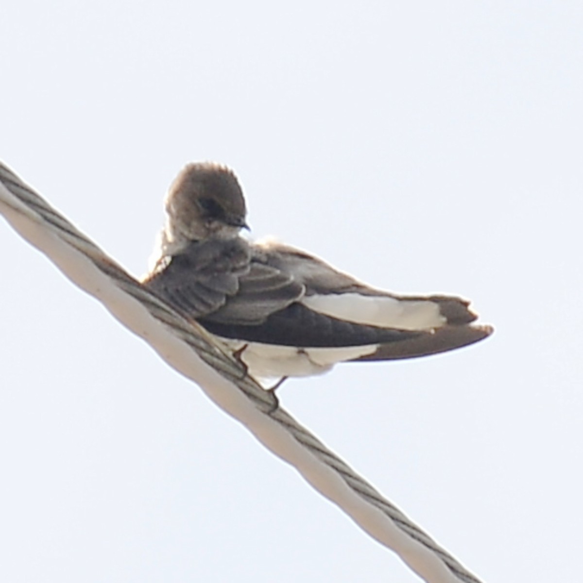Northern Rough-winged Swallow - ML615961854