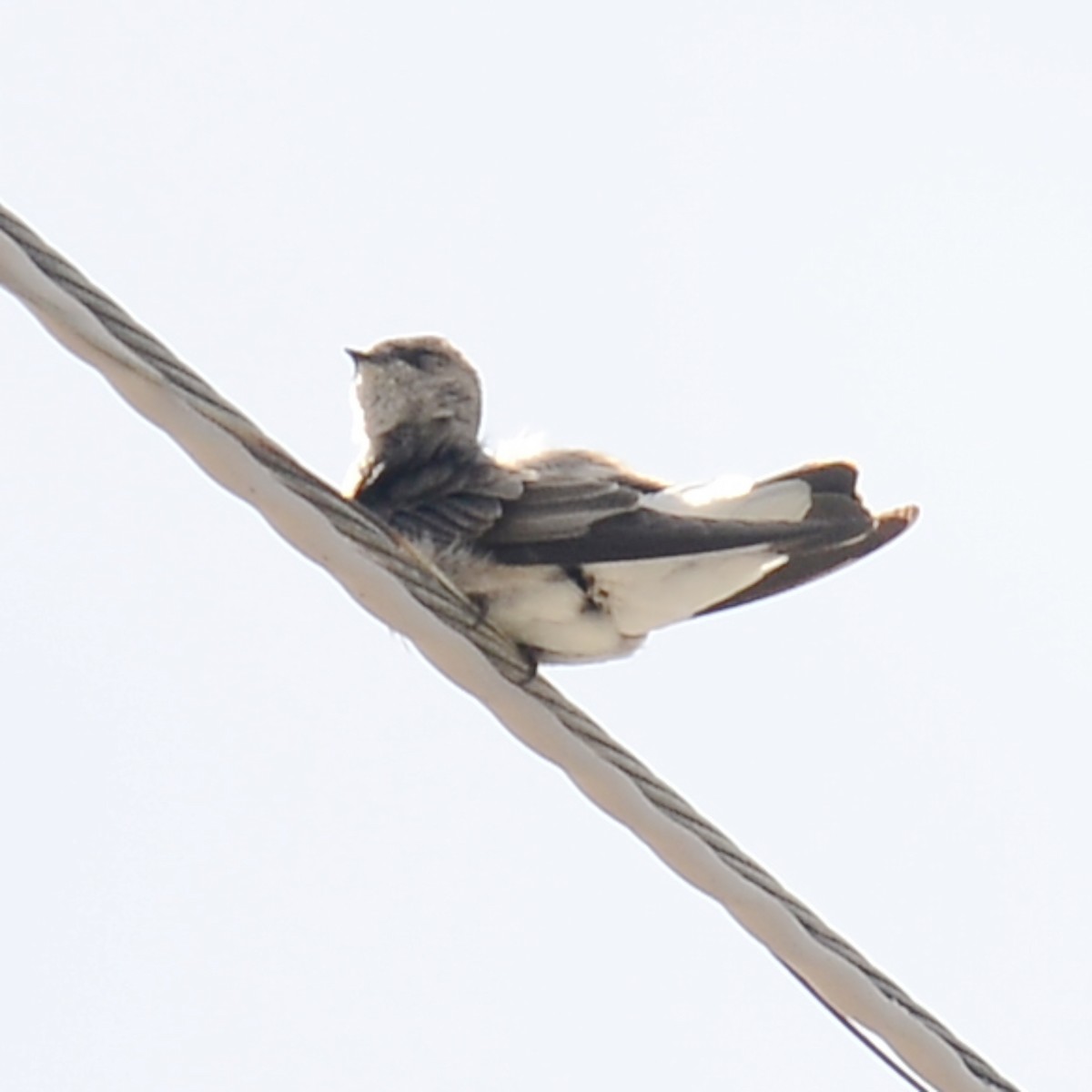 Northern Rough-winged Swallow - ML615961882