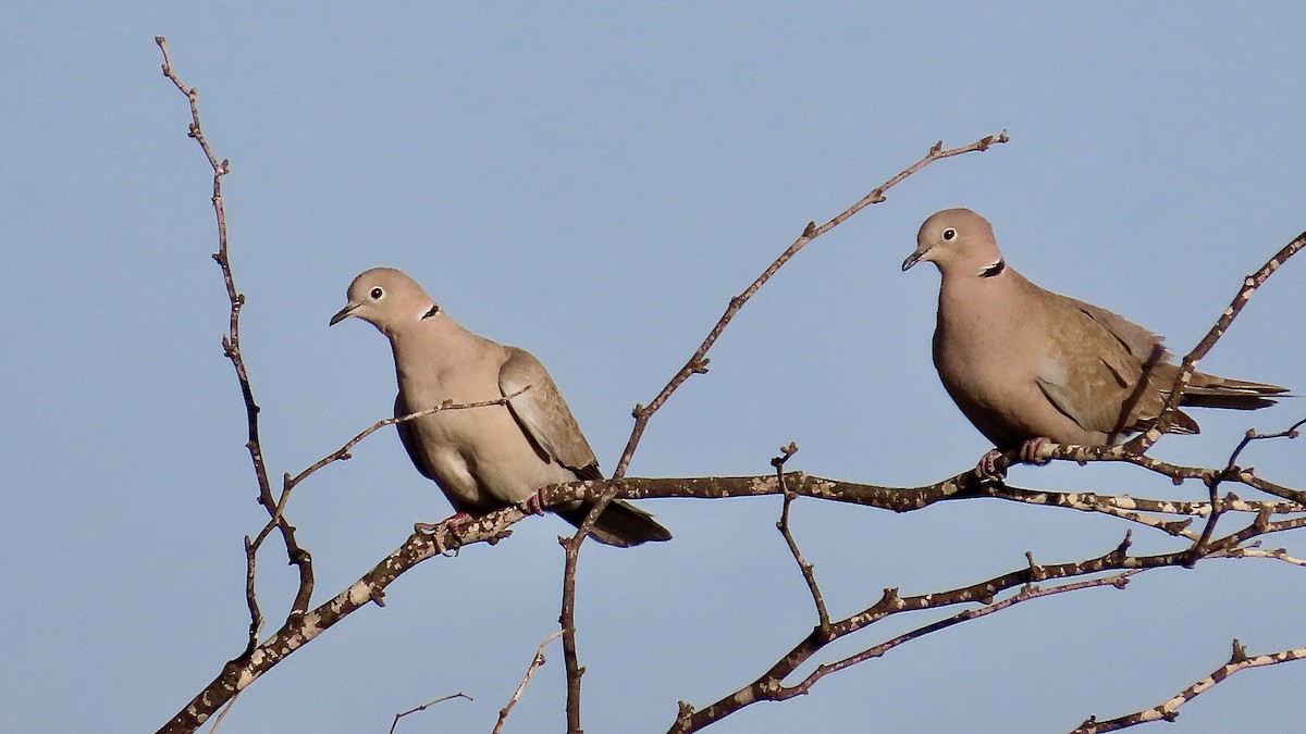 Eurasian Collared-Dove - ML615961890