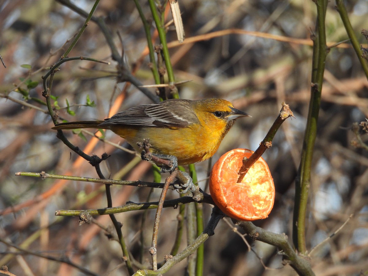 Streak-backed Oriole (West Mexican) - Benjamin Guo