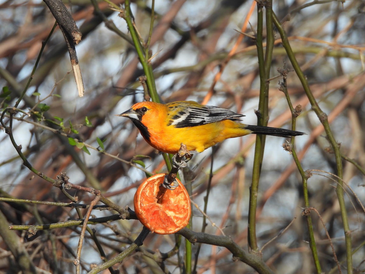 Oriole à dos rayé (groupe pustulatus) - ML615961902