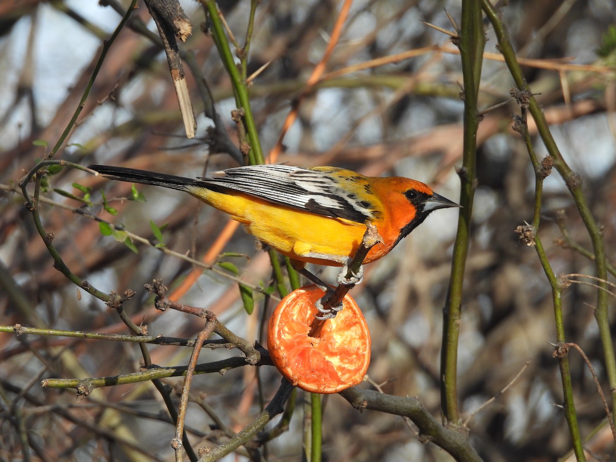 Oriole à dos rayé (groupe pustulatus) - ML615961903