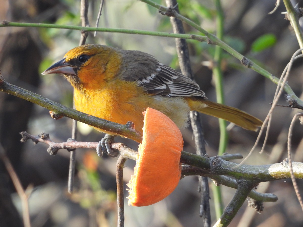 Oriole à dos rayé (groupe pustulatus) - ML615961905