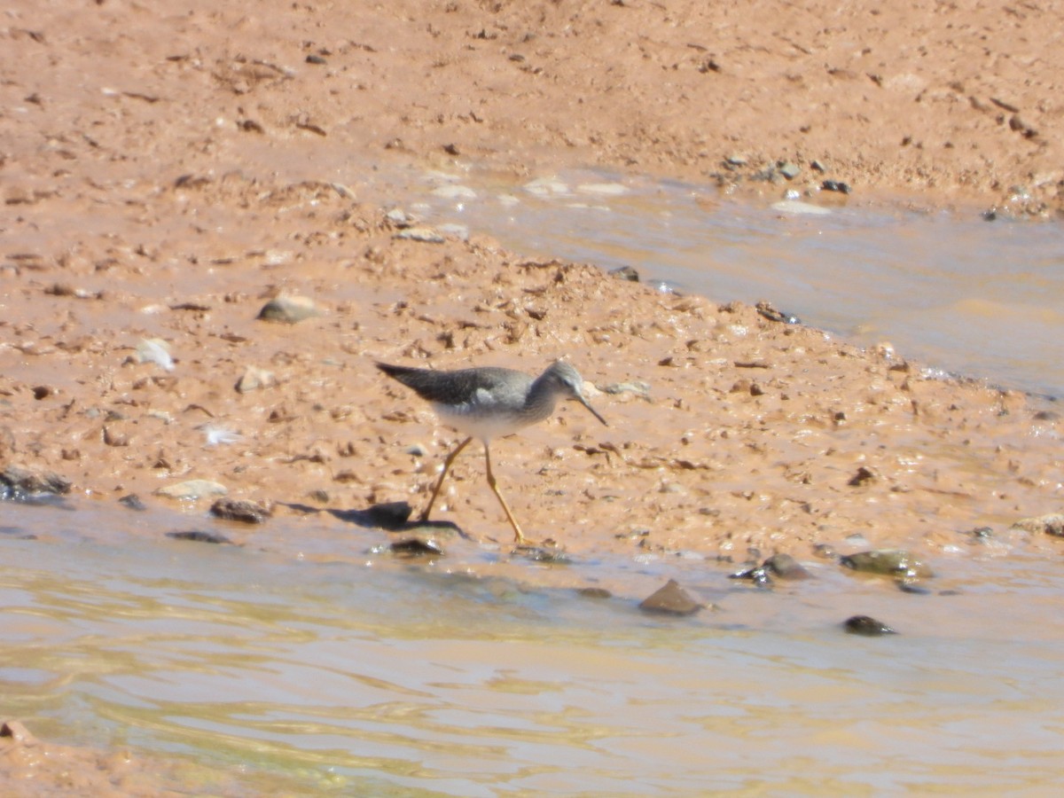 Lesser Yellowlegs - ML615961937