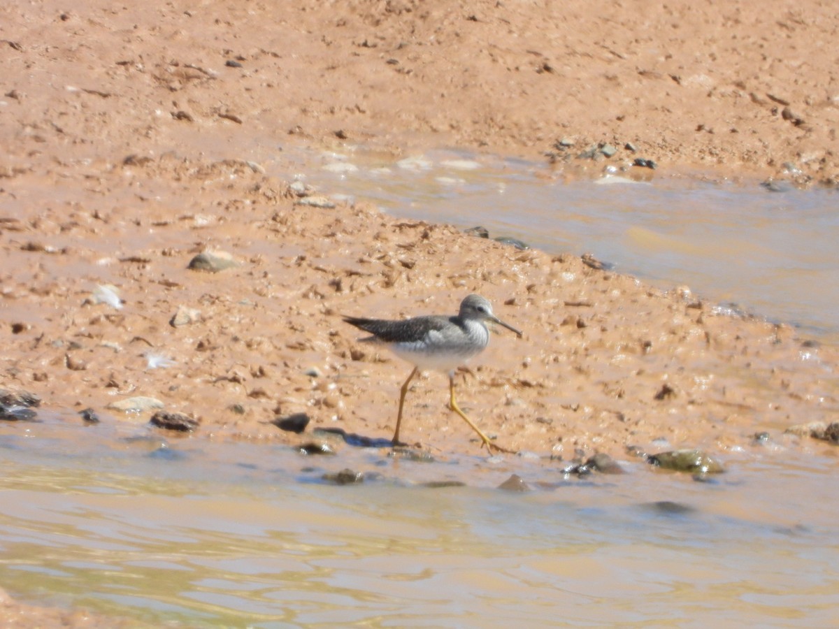 Lesser Yellowlegs - ML615961939