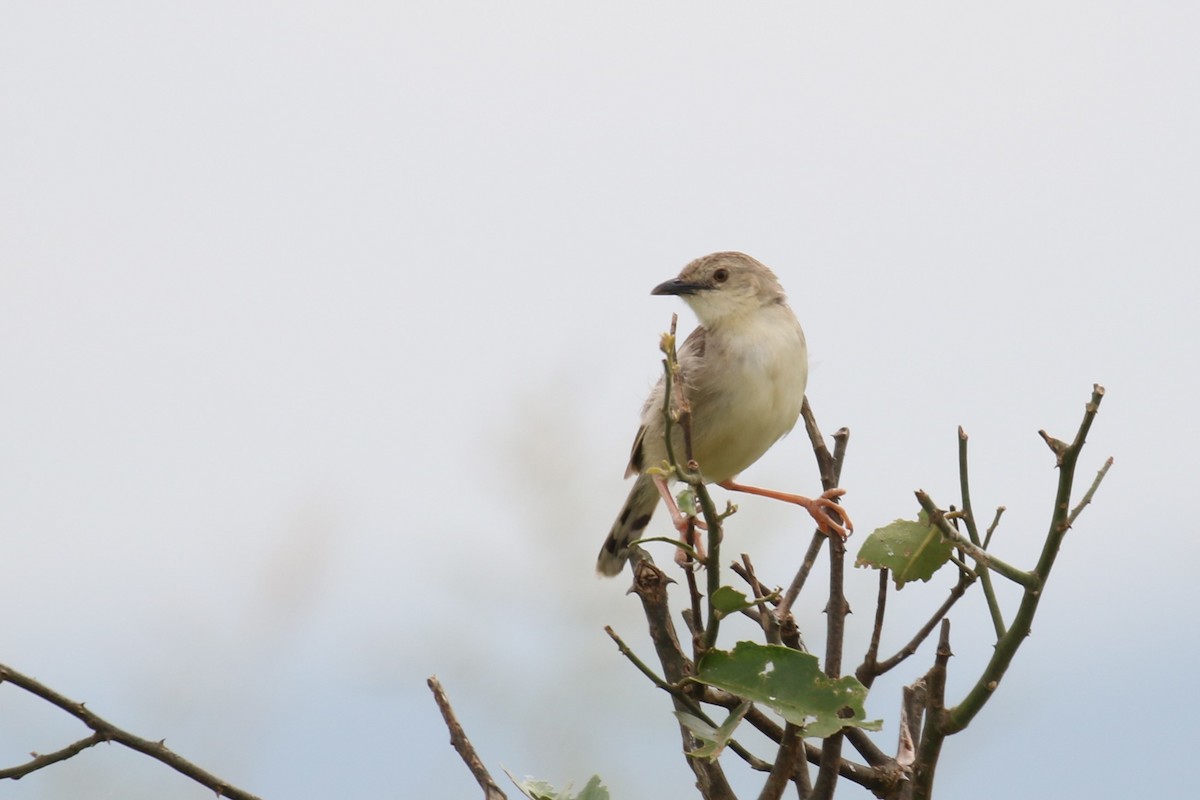 Croaking Cisticola - ML615961958