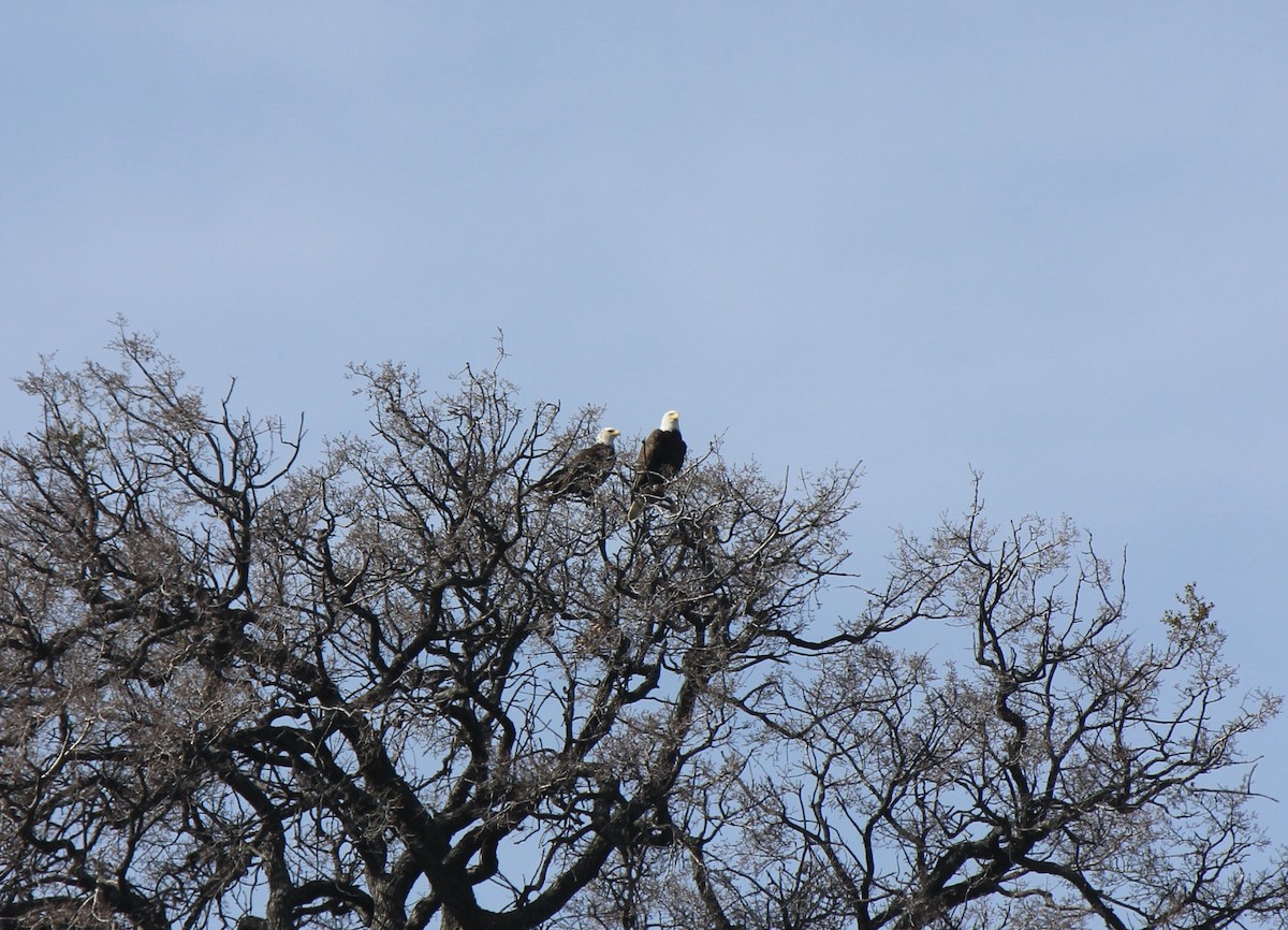 Bald Eagle - ML615962073