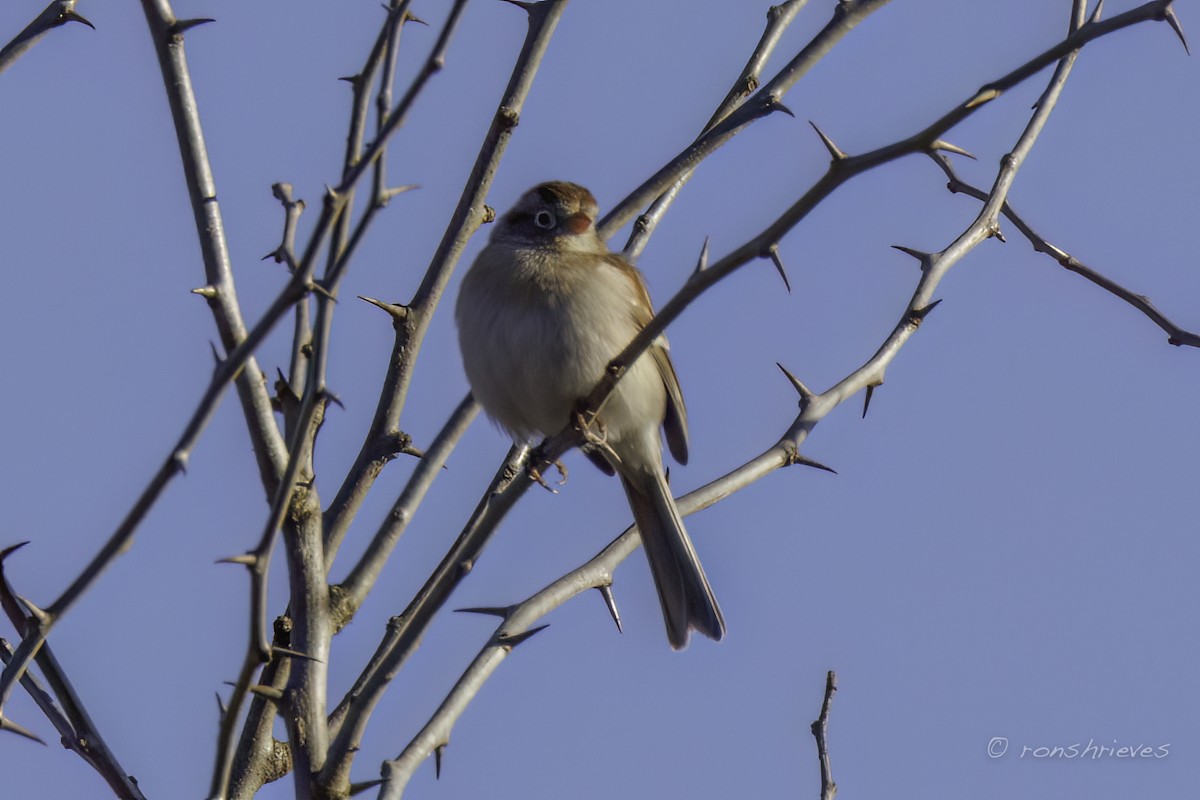 Field Sparrow - Ron Shrieves