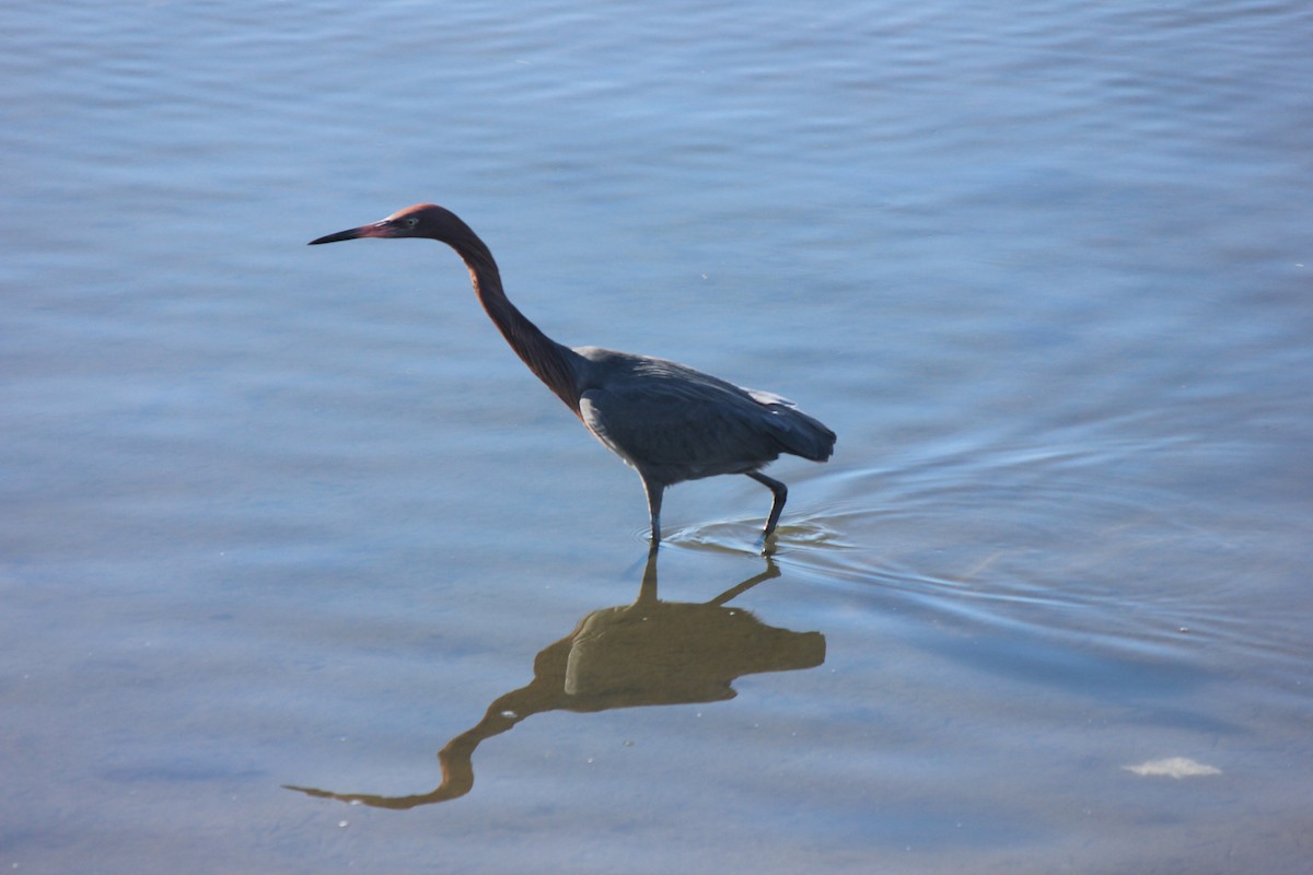 Reddish Egret - ML615962135