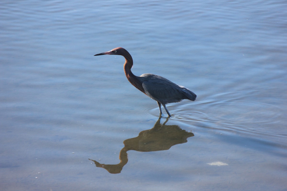 Reddish Egret - ML615962136