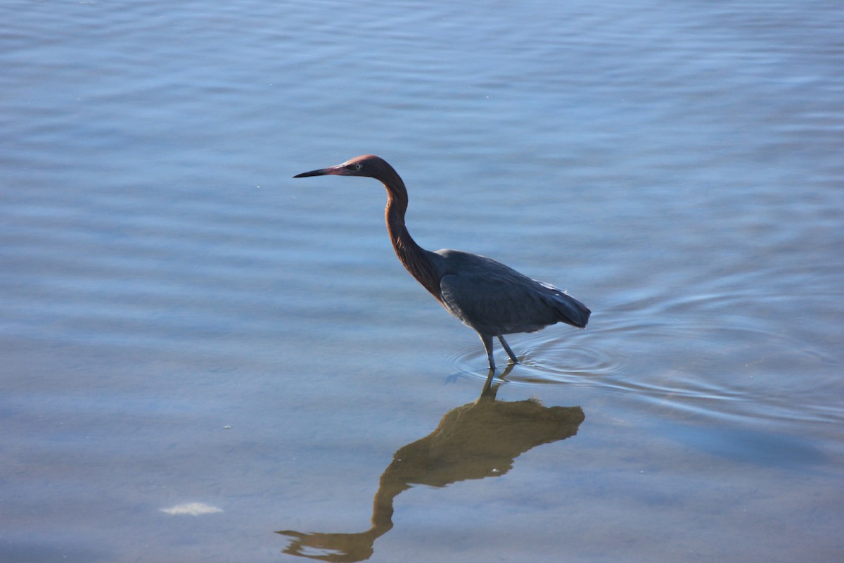 Reddish Egret - ML615962137