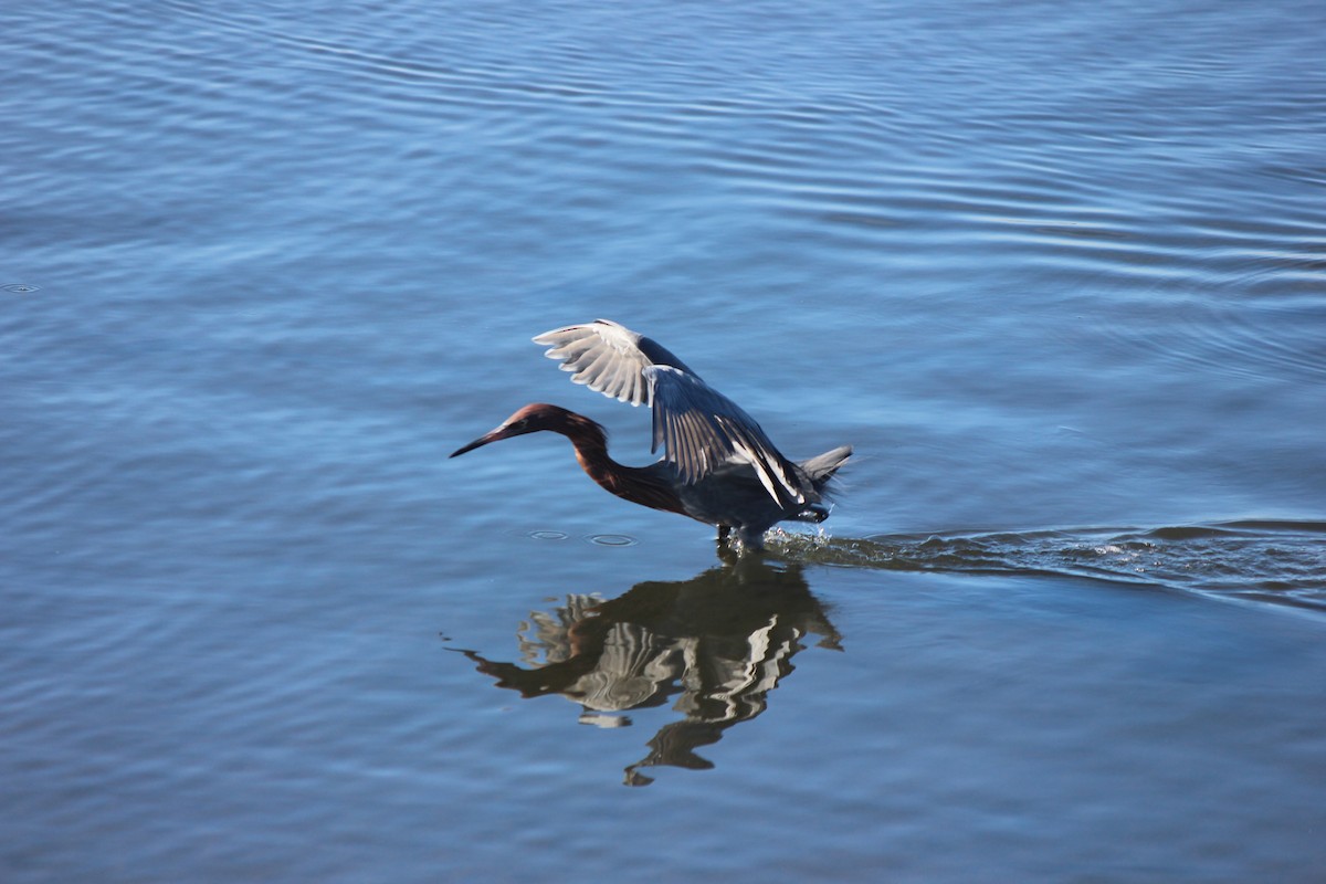 Reddish Egret - ML615962138