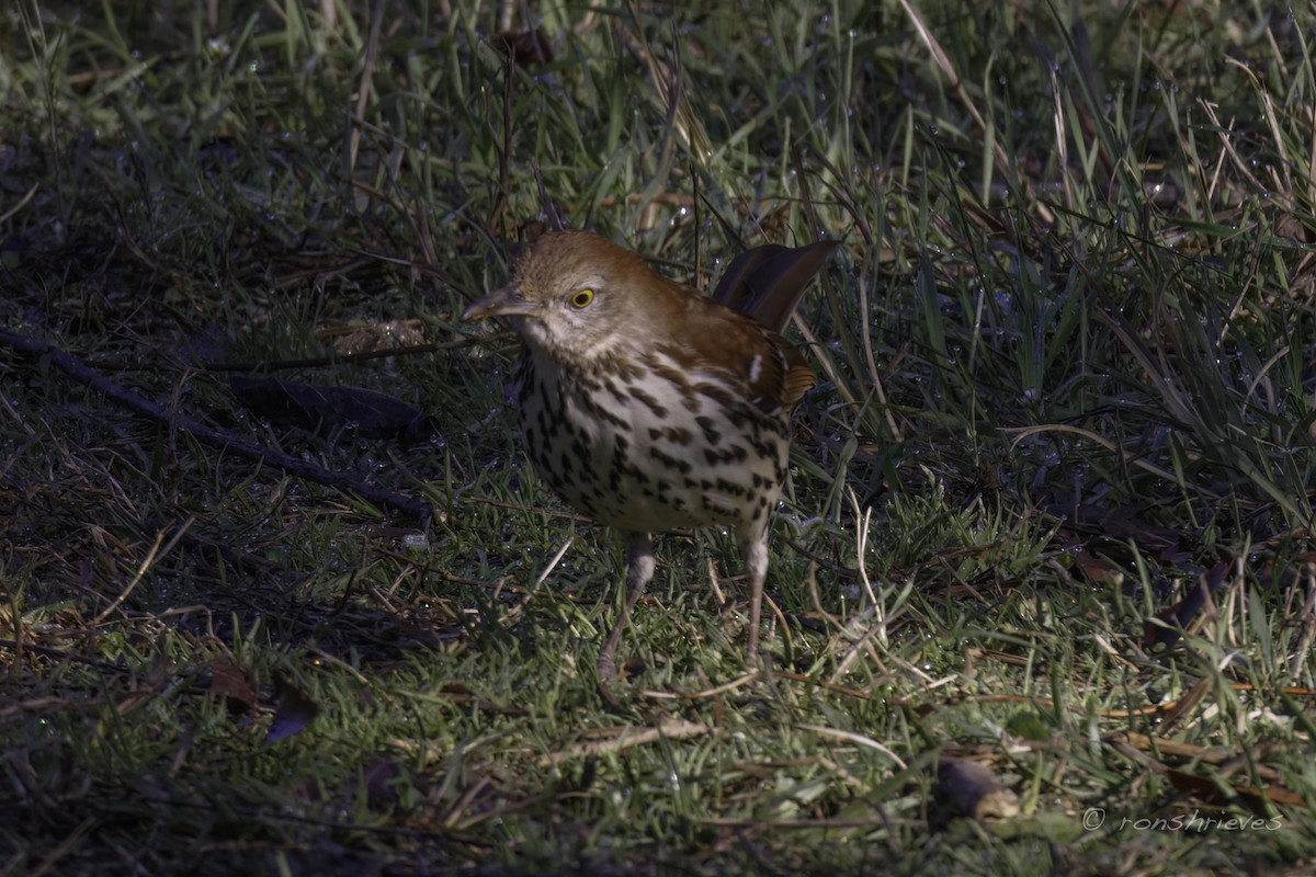 Brown Thrasher - Ron Shrieves