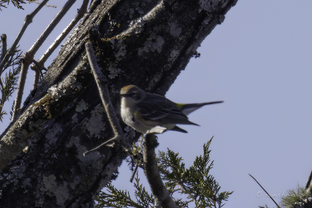 Yellow-rumped Warbler - Ron Shrieves