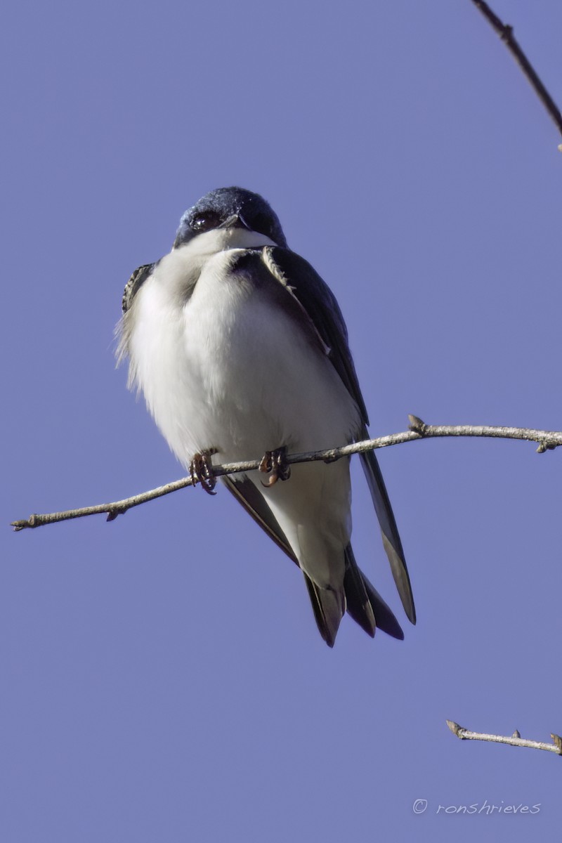 Tree Swallow - ML615962182