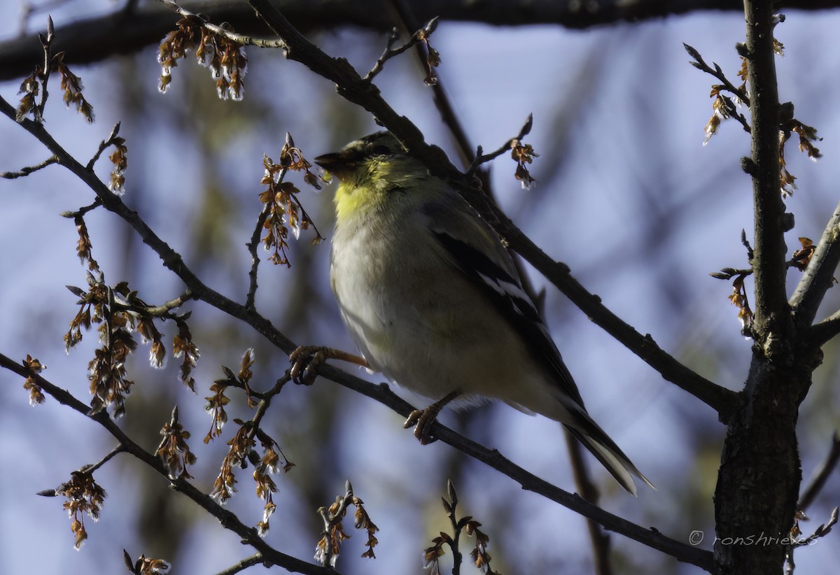 American Goldfinch - ML615962194