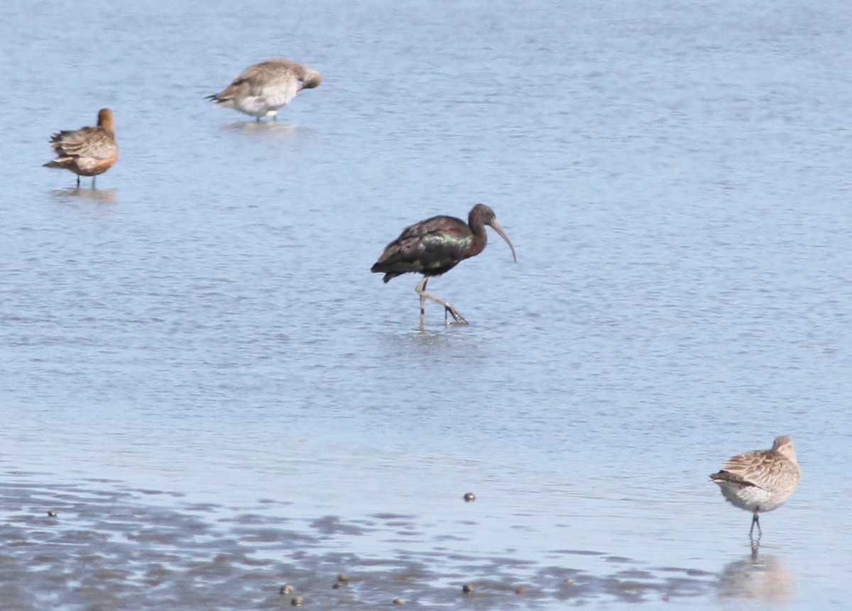 Glossy Ibis - Jesse Conklin