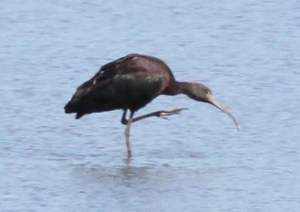 Glossy Ibis - ML615962215