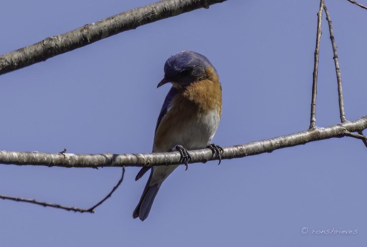 Eastern Bluebird - ML615962250