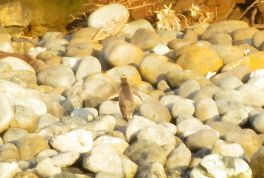 Yellow-eyed Penguin - ML615962260