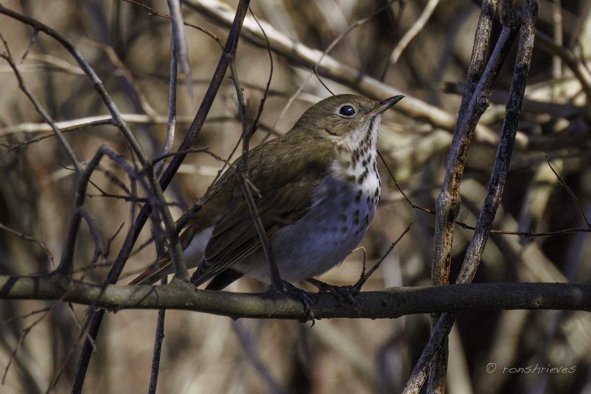 Hermit Thrush - ML615962263