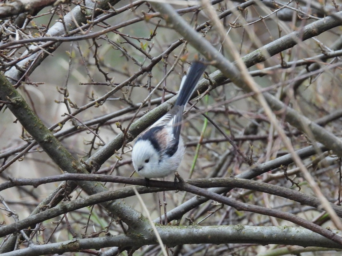 Long-tailed Tit (caudatus) - ML615962278