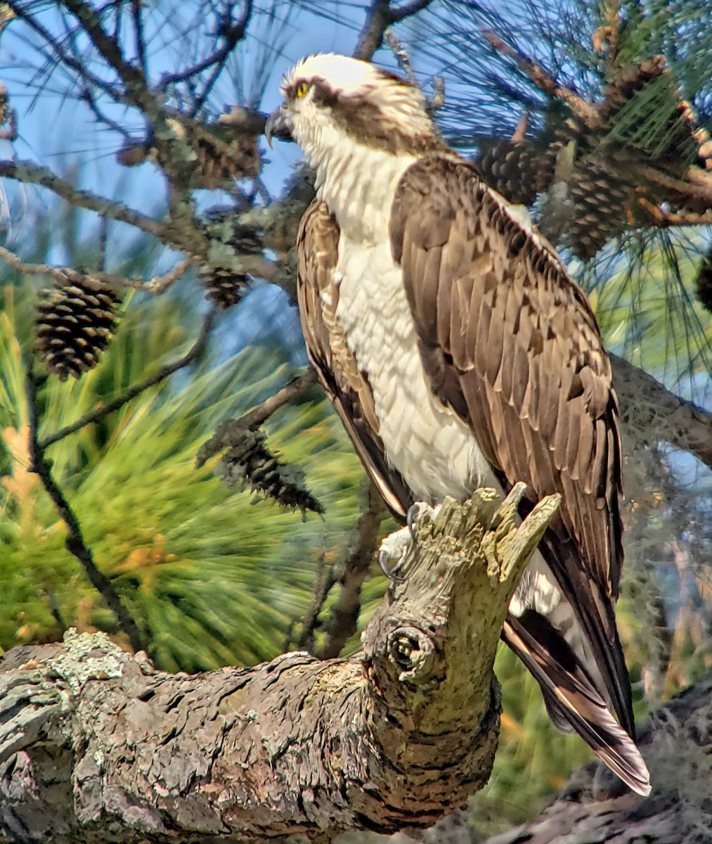 Osprey - G. Dwight Mueller