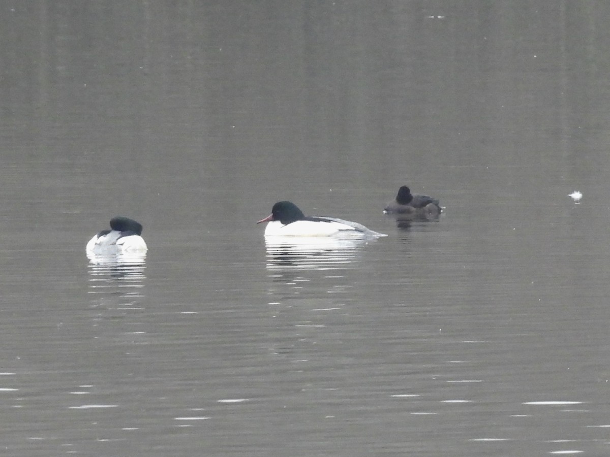 Common Merganser - Oier Frias