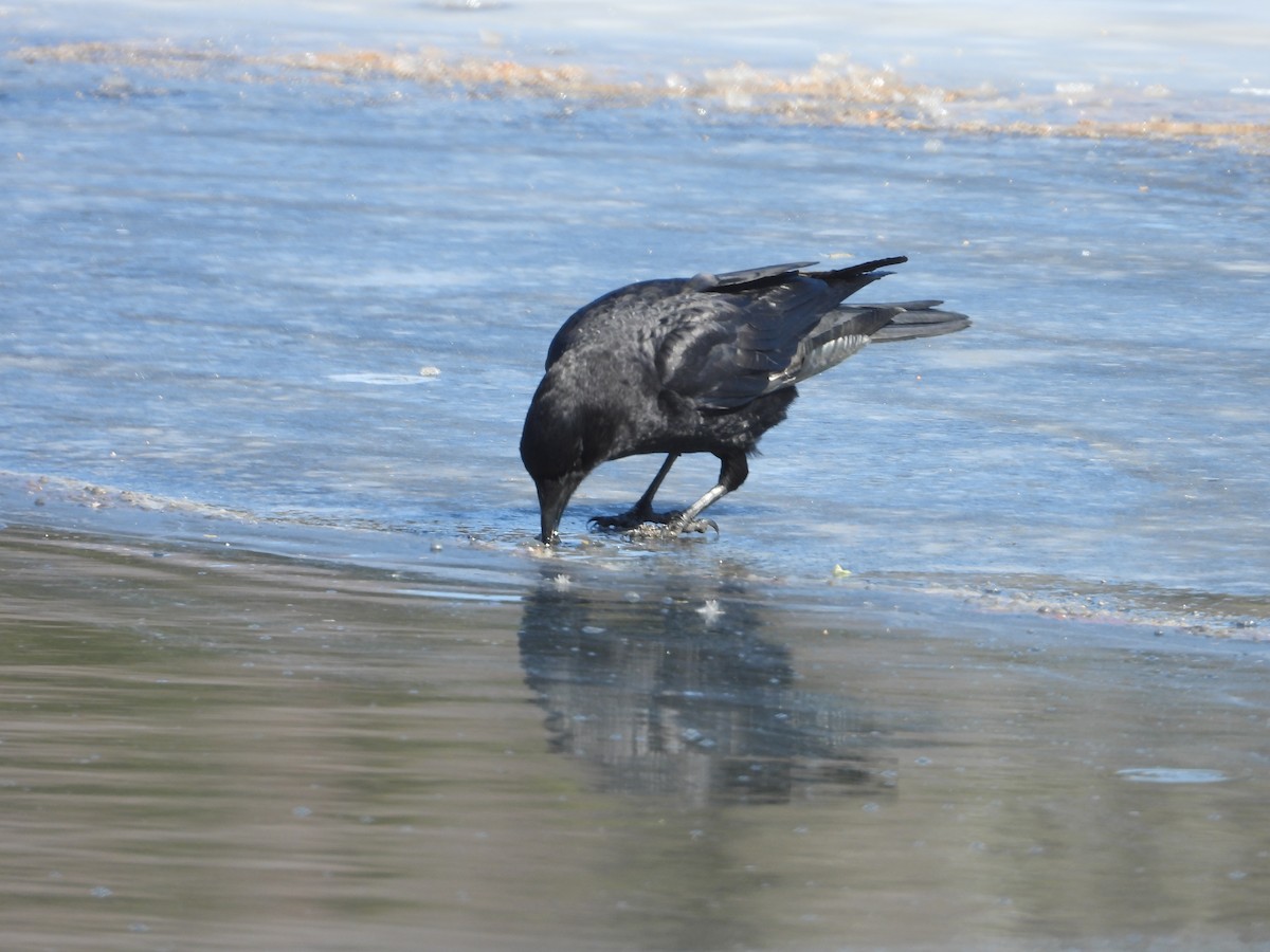 American Crow - ML615962318