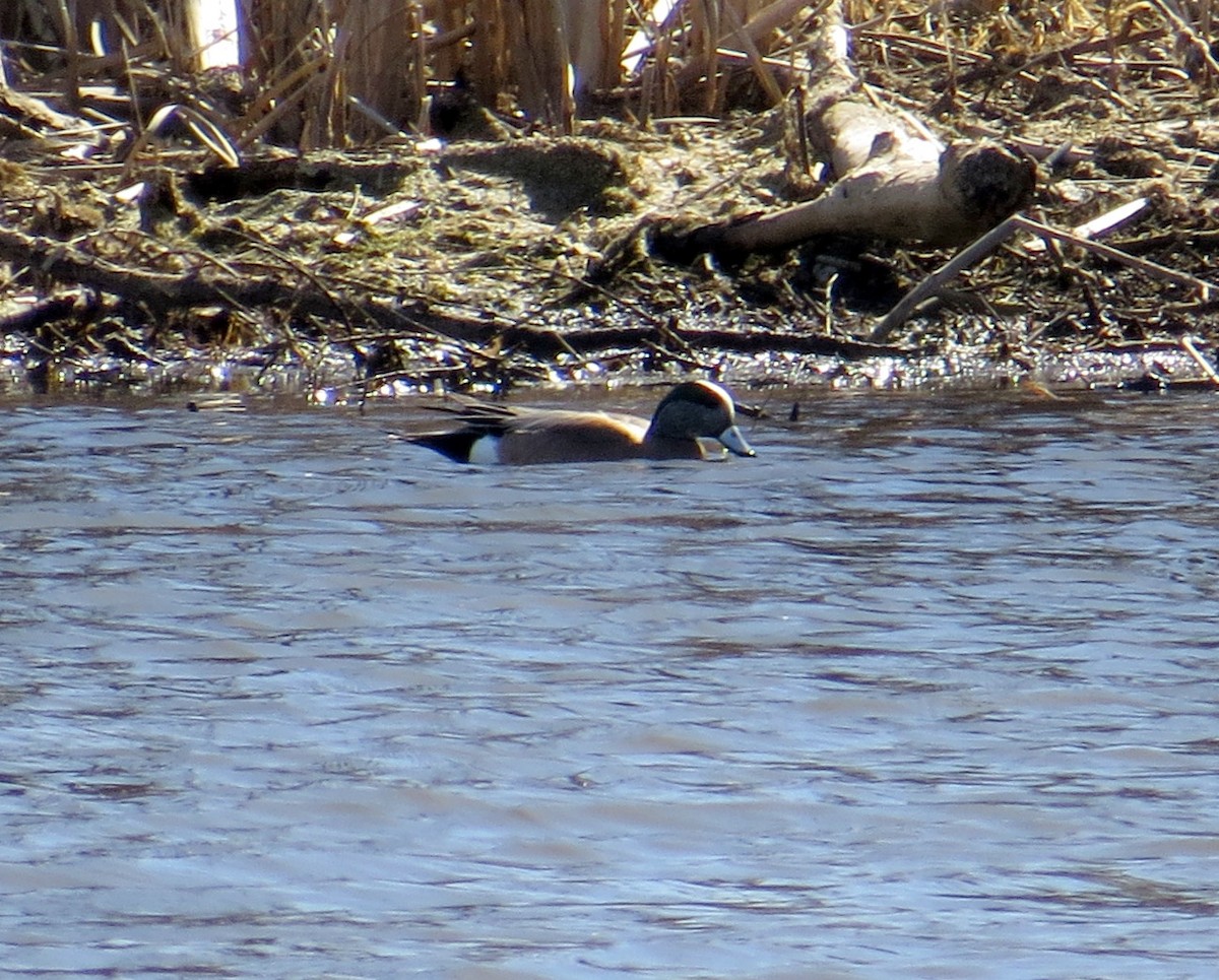 American Wigeon - ML615962327