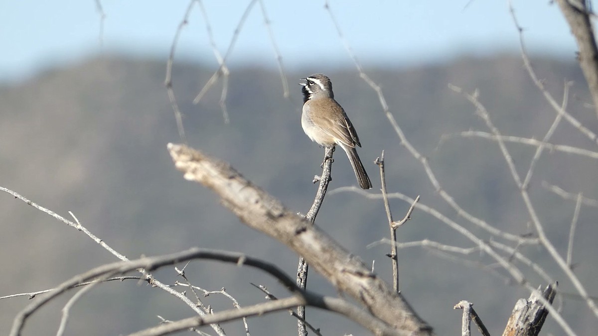 Black-throated Sparrow - ML615962352