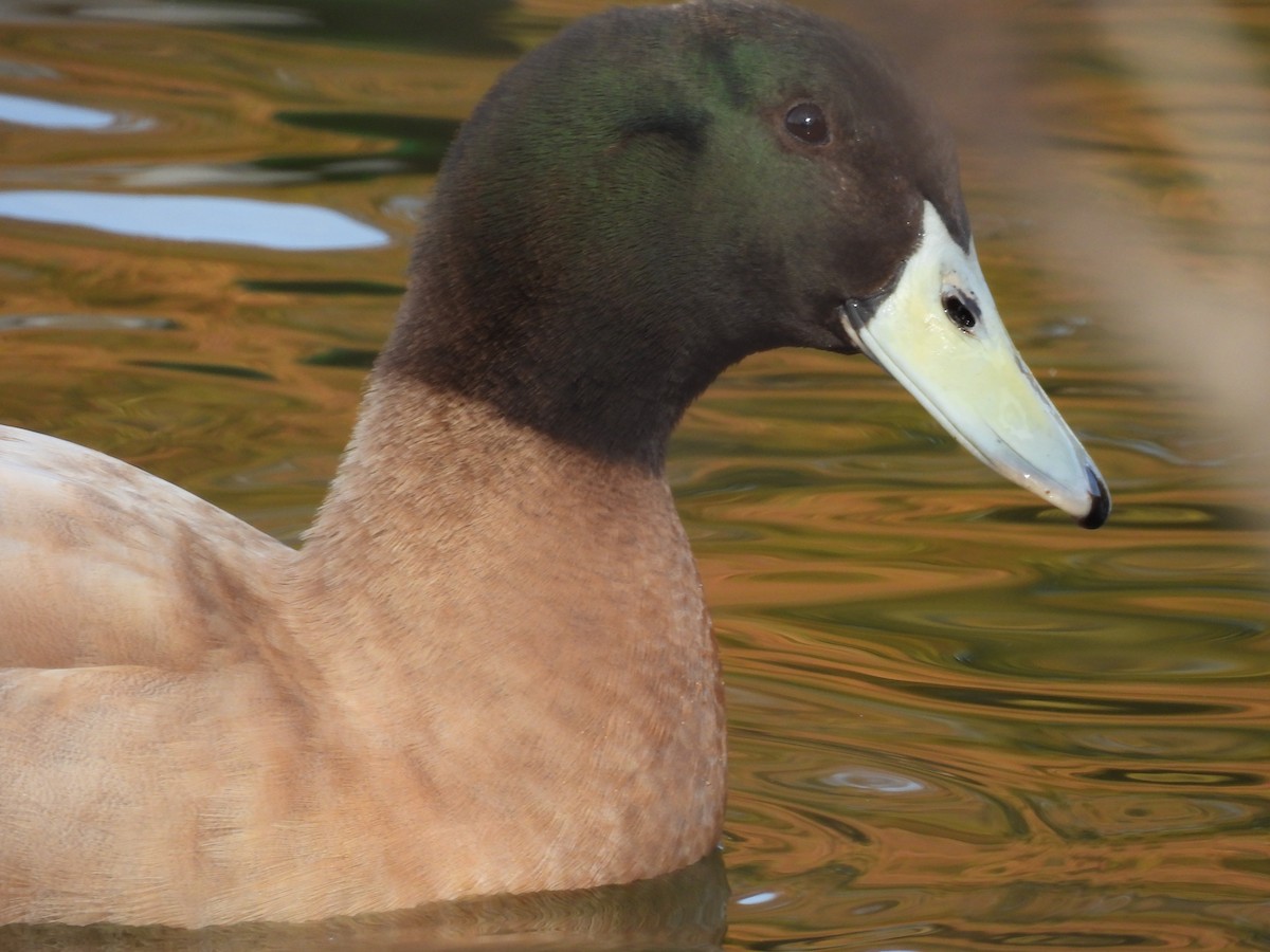 Muscovy Duck x Mallard (hybrid) - ML615962370