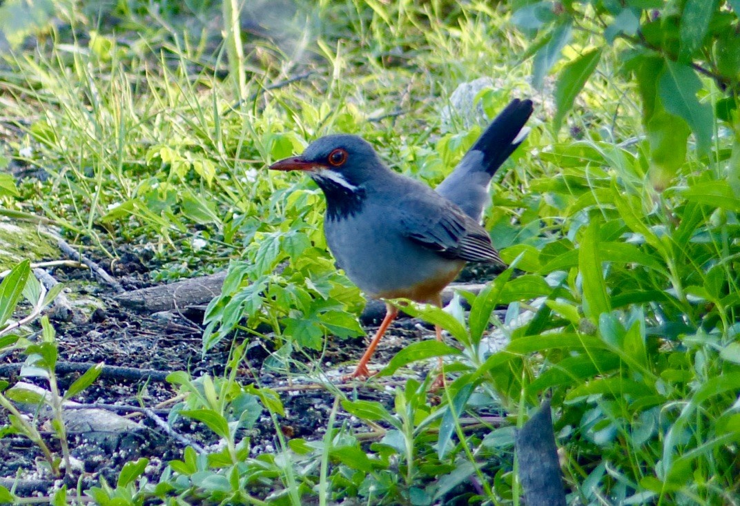 Red-legged Thrush (Cuban) - ML615962396