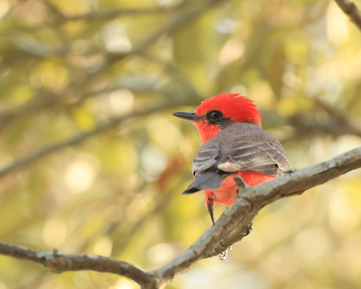 Vermilion Flycatcher - Brenda Callaway