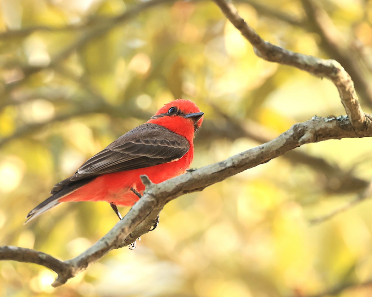 Vermilion Flycatcher - Brenda Callaway