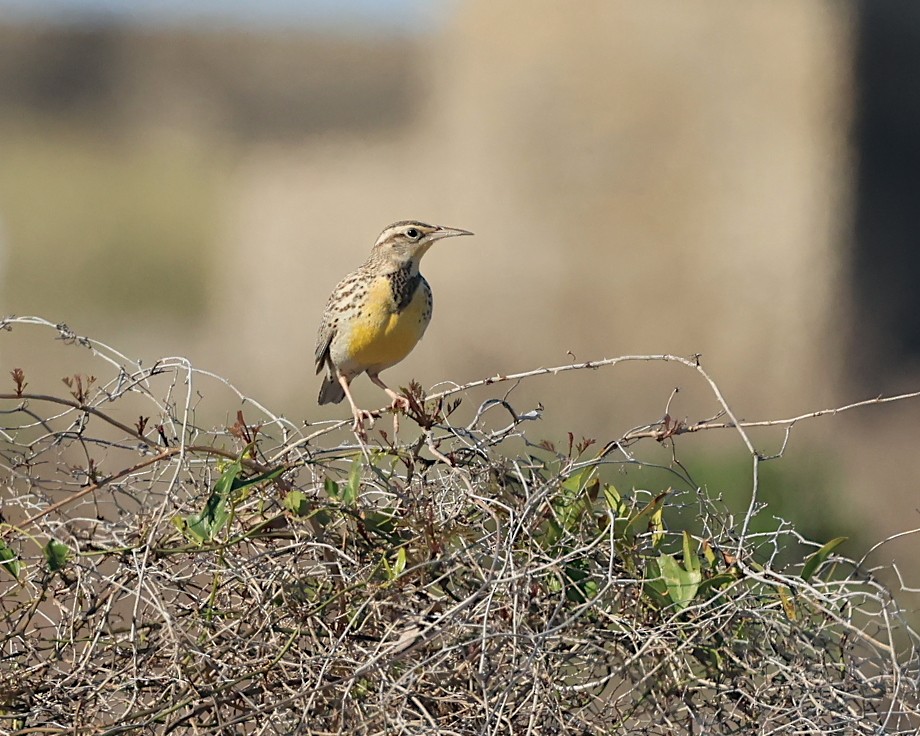 Western Meadowlark - Brenda Callaway