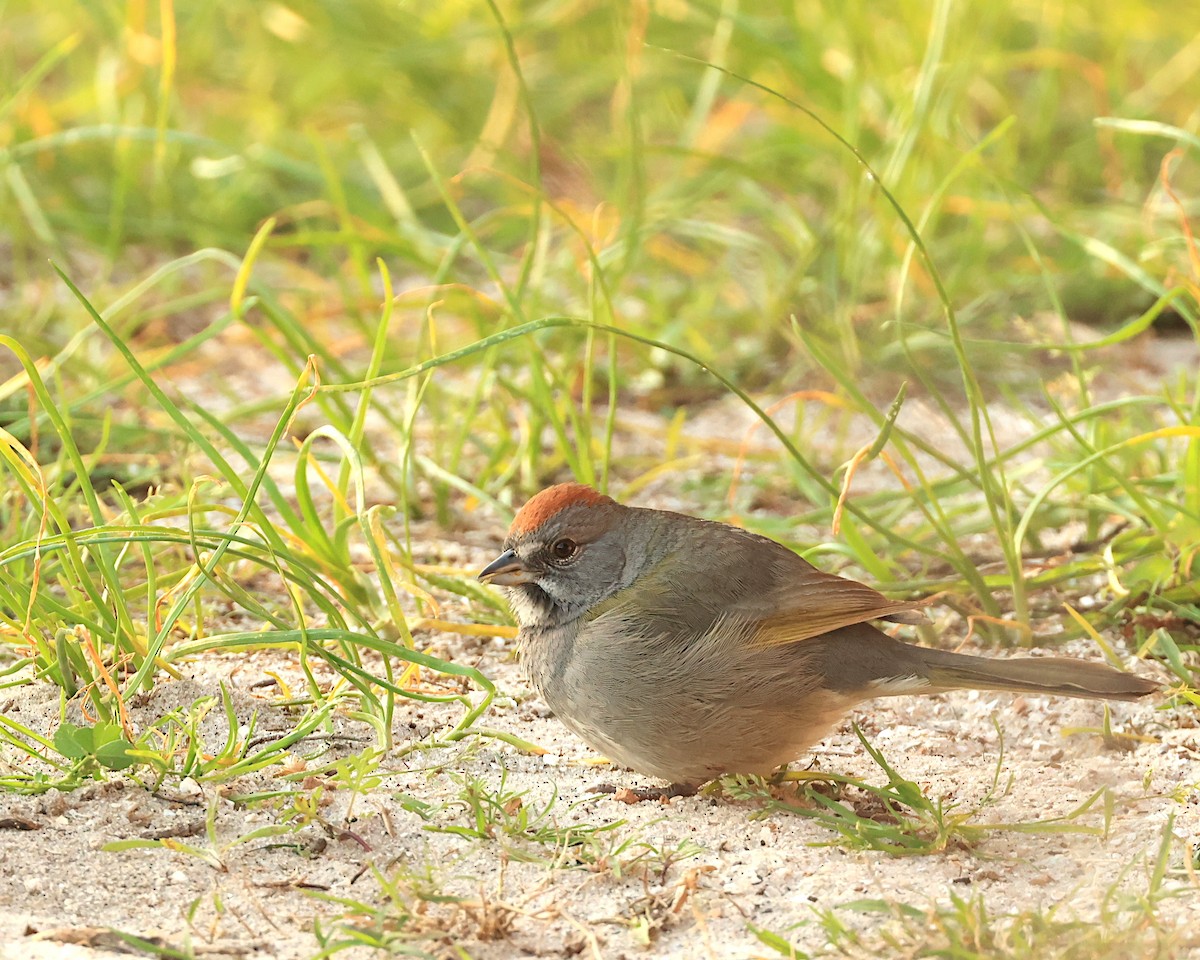 Green-tailed Towhee - Brenda Callaway