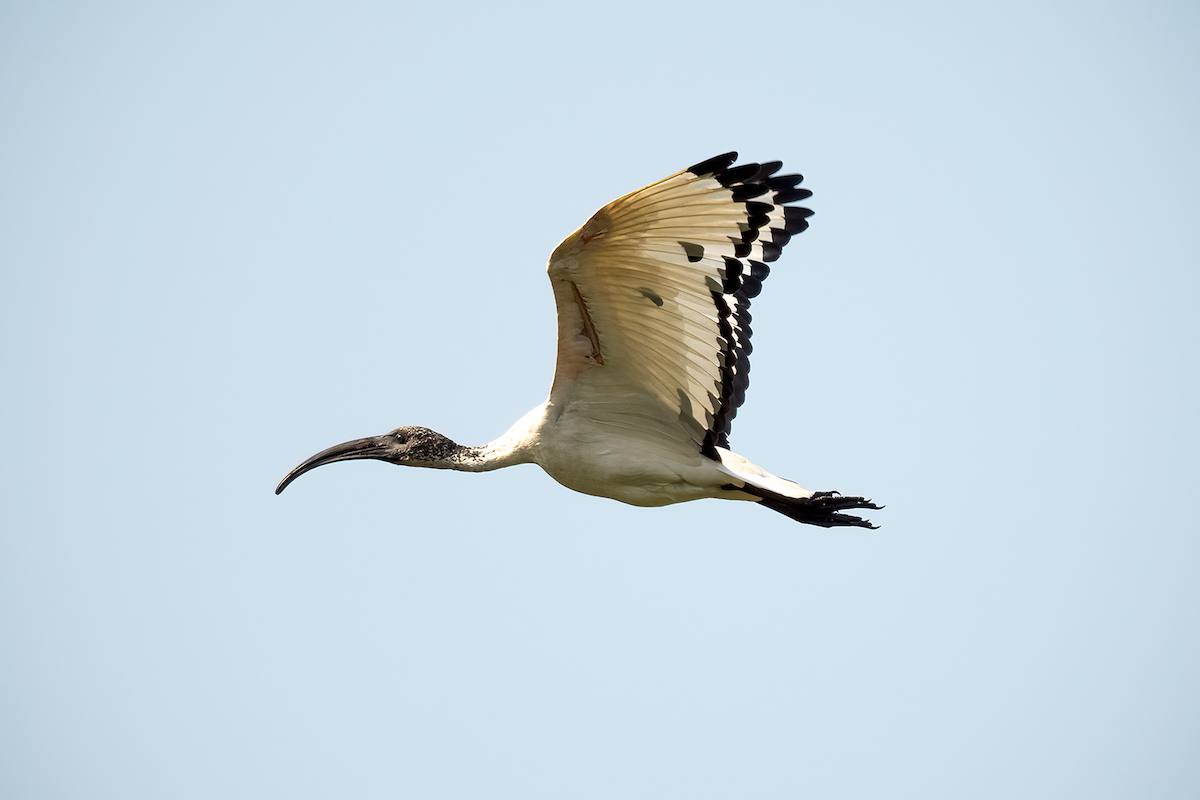 African Sacred Ibis - Ewa Janas