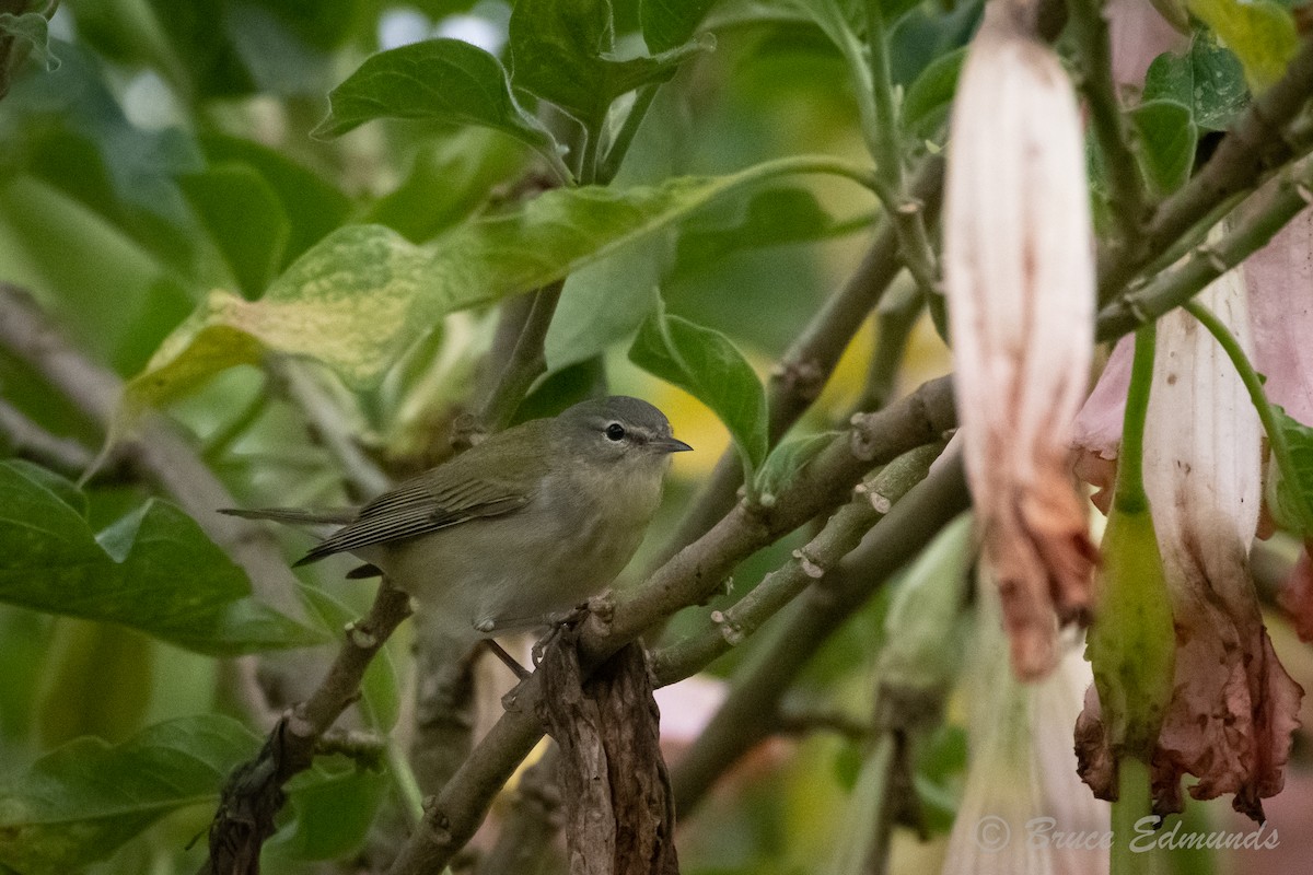 Tennessee Warbler - ML615962485