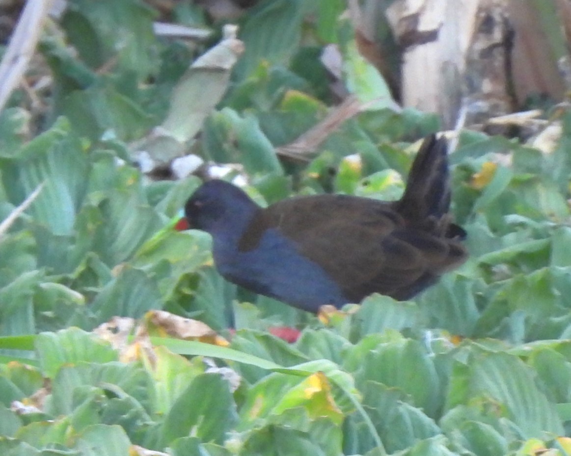 Plumbeous Rail - ML615962490