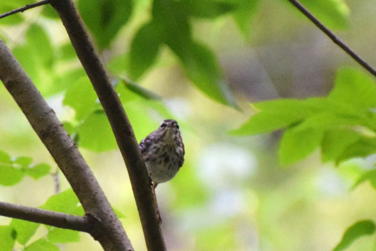 Louisiana Waterthrush - ML61596251